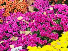-菊花台公园