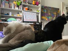 -美联众合动物医院·24h京西诊疗中心