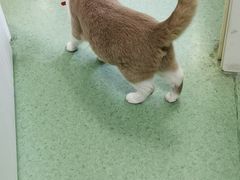 -伟伟宠物医院·CT影像中心·瑞派犬猫综合性门诊(汉口总院)