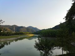 -千年银杏谷文化旅游区