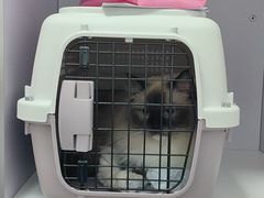 -北京观赏动物医院·24小时大型综合·猫专科·异宠专科