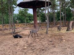 -清迈夜间动物园