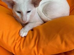 -飞行喵MR PILOT|猫舍·猫咖(静安大融城店)