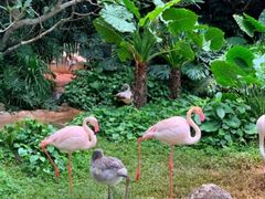 -海南热带野生动植物园