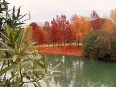 -贡湖湾湿地公园
