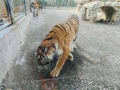 -上海野生动物园