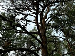 -莫尔道嘎国家森林公园