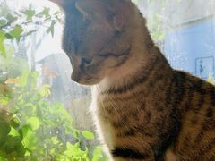 -海边的猫和咖啡馆
