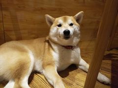 -柴务处·柴犬主题狗咖