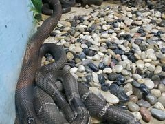 -石家庄市动物园