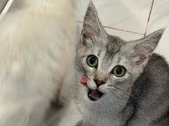 -楼上猫咖(罗湖店)