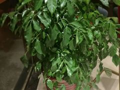 -香邦迷宗蟹(新汽车站店)