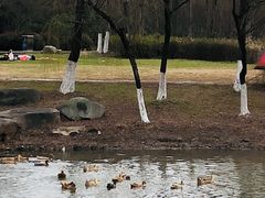 -贡湖湾湿地公园