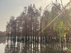 -白鹭湾湿地公园