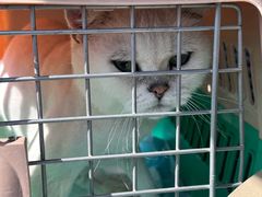 -达爱动物医院·犬猫分区·CT·复杂眼科(远洋山水分院)
