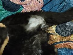 -佳怡动物医院·平价24小时·猫专科骨外科
