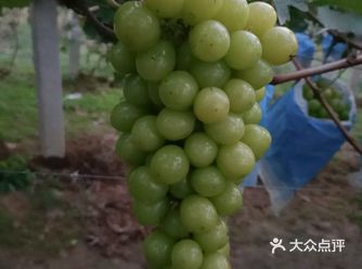 日产晴王 国产阳光玫瑰 两者大概是大樱桃与车厘子的区