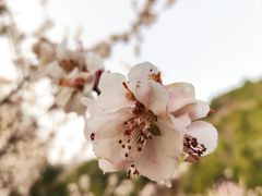 -香山公园