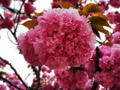 -莱阳濯村樱花园