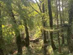 -素山寺森林公园