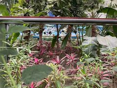 -南宫五洲植物乐园