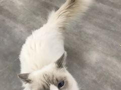 -猫冇咖·家门口的撸猫馆(大融城店)