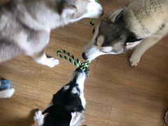 -Husky Go! 哈士奇体验馆·宠物咖啡厅狗咖
