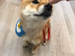 -柴迷FANS CLUB·柴犬狗咖·猫咖