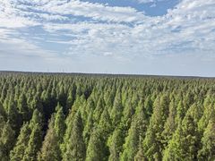 -黄海国家森林公园