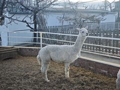 -丽泽山庄·生态怀柔菜·虹鳟鱼(红螺寺店)