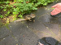 -汤旺河林海奇石景区