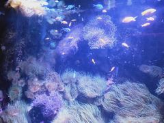 -悉尼海洋生物水族馆