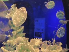 -海合安成都极地海洋公园
