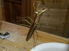 -祁门牯牛降观音堂风景区