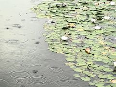 -石家庄市植物园