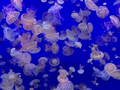 -江和美海洋公园