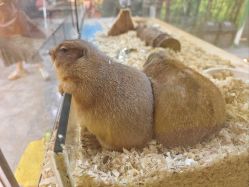 -神奇动物撸宠馆·羊驼·小浣熊·异宠(豫园店)