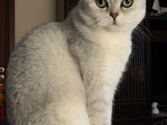 -美联众合动物医院·24h京西诊疗中心