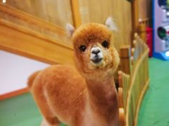 -藦茜花园宠物主题亲子互动体验馆(国顺东路店)