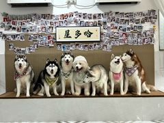 -星多哈·狗咖·拼豆·咖啡