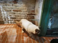 -猫咪博物馆(顶澳仔猫街店)