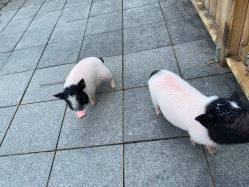 -萌宠亲子动物乐园(槐房万达店)