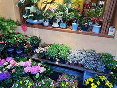 -溪岸路花鸟市场