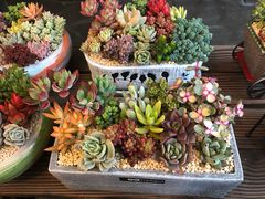 -金陵花卉交易市场