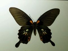 蝴蝶-上海大自然野生昆虫馆