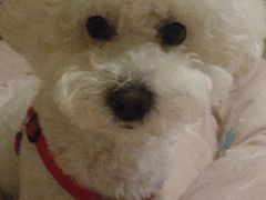 -北京恒爱动物医院(清景园分院)