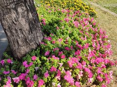 -荔湾湖公园