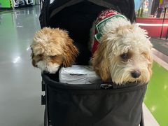 -FAELING PETS美天灵宠物(合生汇店)