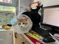 -天使宠物医院·犬猫分诊(彩虹店)