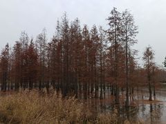 -白鹭湾湿地公园